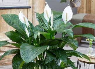 The Magic of Houseplants: A Natural Air Purifier for Your Bathroom