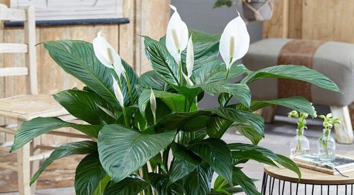 The Magic of Houseplants: A Natural Air Purifier for Your Bathroom