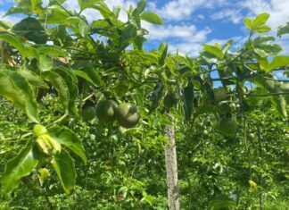 The Forgotten Fruit: A Tasty Summer Treat with Health Benefits