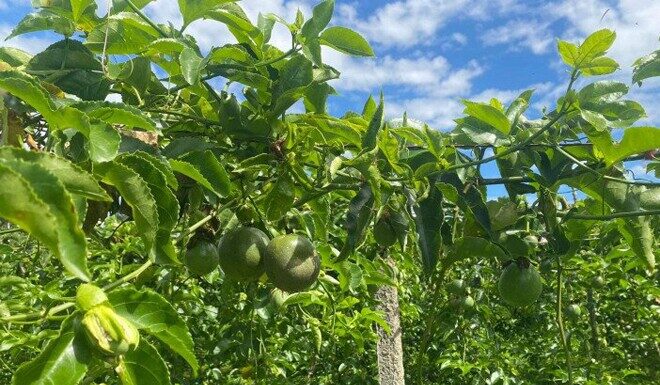 The Forgotten Fruit: A Tasty Summer Treat with Health Benefits
