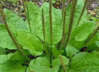 6 Superb Herbs for a Natural Detox: Cleanse Your Liver, Beat the Heat.