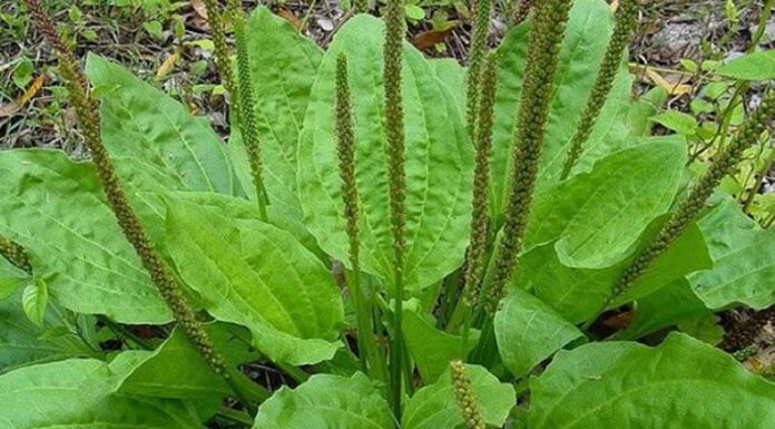 6 Superb Herbs for a Natural Detox: Cleanse Your Liver, Beat the Heat.