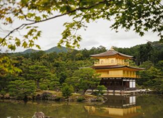 Ancestral Advice: The 5 Trees You Should Never Cut Down, Even if You’re Paid to Do So