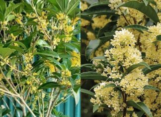 5 Reasons Not Planting This Flower in Your Front Yard Could Cost You Money and Sleep