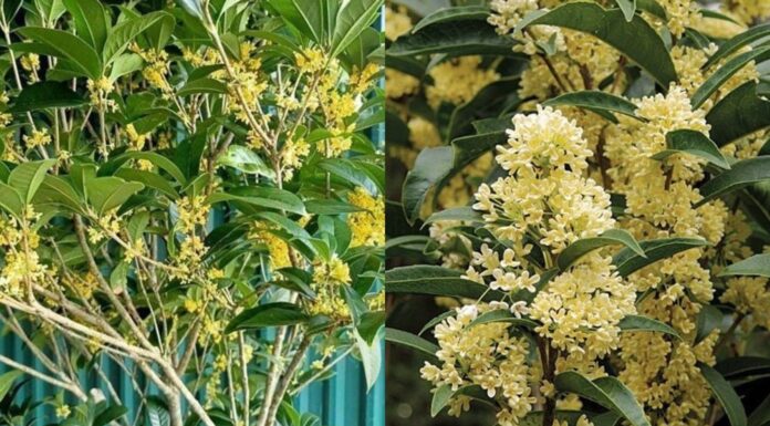 5 Reasons Not Planting This Flower in Your Front Yard Could Cost You Money and Sleep