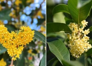 What is the Feng Shui Significance of Planting Agarwood Trees in Front of Your House?