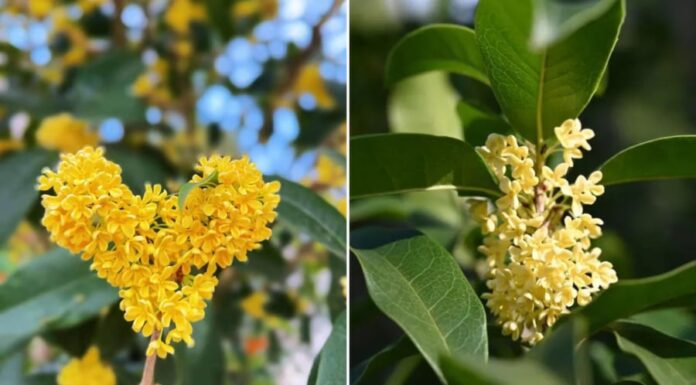 What is the Feng Shui Significance of Planting Agarwood Trees in Front of Your House?