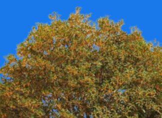 The Golden Trio: Unlocking the Ancient Secret to Wealth and Prosperity.