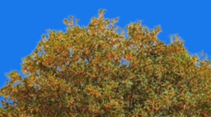 The Golden Trio: Unlocking the Ancient Secret to Wealth and Prosperity.