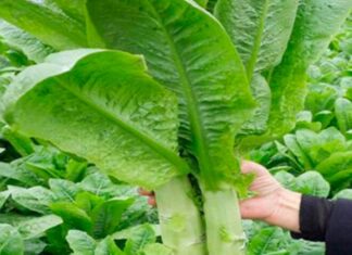 This Tree’s Trunk and Leaves Are a Delicacy, Packing 36 Times More Calcium Than Bone Broth, Making It a Healthy Choice Either Raw or Cooked.