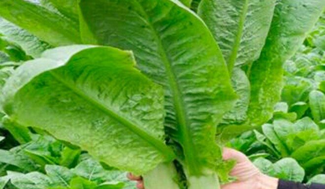 This Tree’s Trunk and Leaves Are a Delicacy, Packing 36 Times More Calcium Than Bone Broth, Making It a Healthy Choice Either Raw or Cooked.