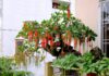 The Ultimate Guide: Plants to Bring Wealth and Fortune to Your Home