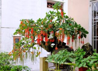 The Ultimate Guide: Plants to Bring Wealth and Fortune to Your Home