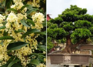 3 Houseplants That Bring Good Fortune: The Longer They Thrive, The More Prosperity They Bring to Your Home