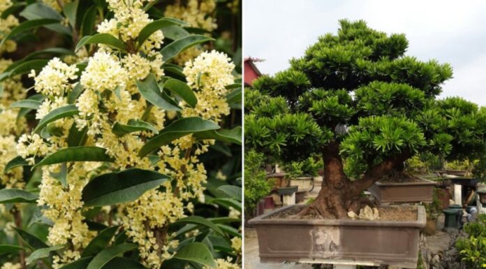 3 Houseplants That Bring Good Fortune: The Longer They Thrive, The More Prosperity They Bring to Your Home