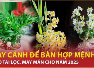 The Secret to Success: Nurture These Five ‘Yang’ Trees for Abundant Fortune and Prosperity