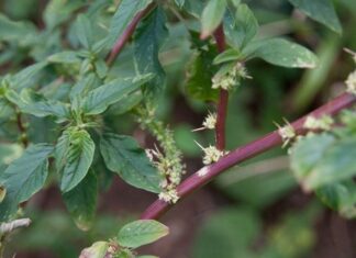 “Not Just Any Old Dock: Uncovering the Hidden Gold Beneath the Leaves”