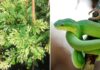 4 Common Plants That Attract Snakes: A Warning for Gardeners