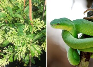 4 Common Plants That Attract Snakes: A Warning for Gardeners