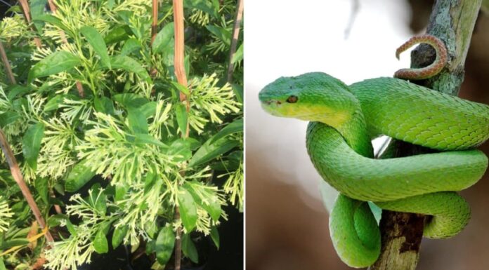 4 Common Plants That Attract Snakes: A Warning for Gardeners