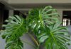 5 House-Blessing Plants: Bring Wealth and Prosperity by Growing These 5 Plants Indoors