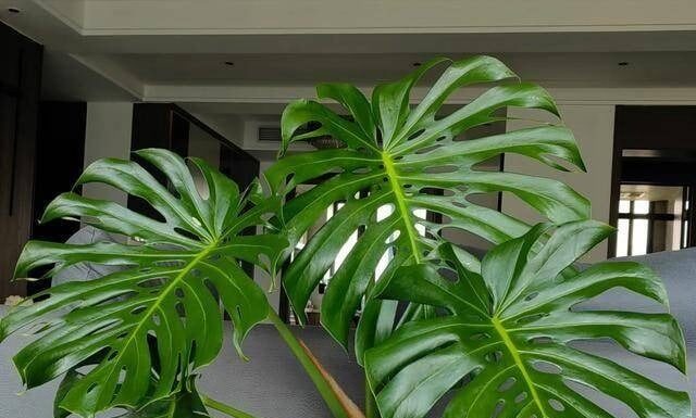 5 House-Blessing Plants: Bring Wealth and Prosperity by Growing These 5 Plants Indoors