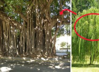 “Uncover the 4 Plants That Bring Sickness and Bad Luck: A Feng Shui Master’s Warning”