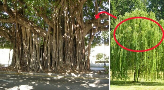 “Uncover the 4 Plants That Bring Sickness and Bad Luck: A Feng Shui Master’s Warning”