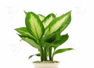 6 Types of Houseplants You Didn’t Know Were Toxic: A Guide for Home Gardeners