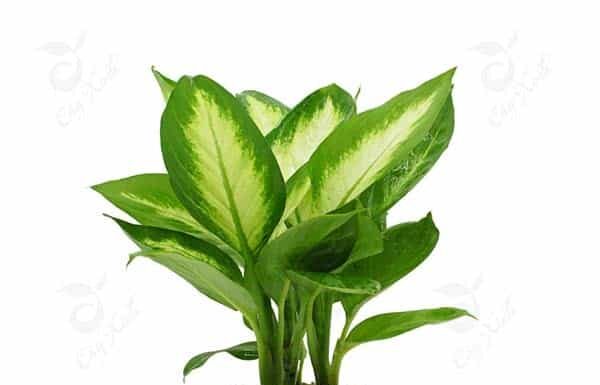 6 Types of Houseplants You Didn’t Know Were Toxic: A Guide for Home Gardeners