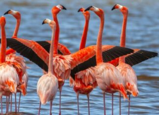 The Gruesome Yet Heartwarming Tale of Vampire Finches: A Family Affair.