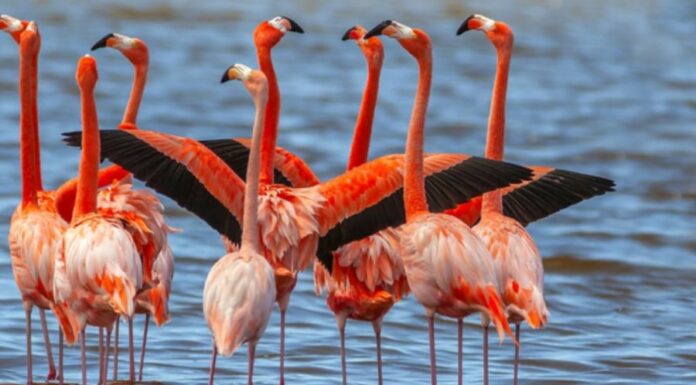 The Gruesome Yet Heartwarming Tale of Vampire Finches: A Family Affair.