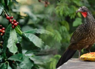 The Golden Delicacy: Unveiling the Surprising Value of a Bird’s Treasured Offering