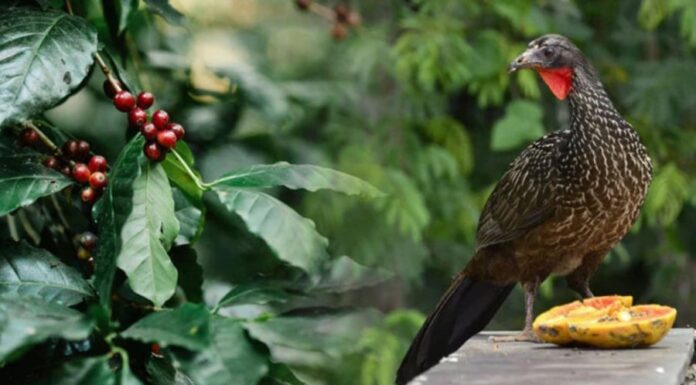 The Golden Delicacy: Unveiling the Surprising Value of a Bird’s Treasured Offering