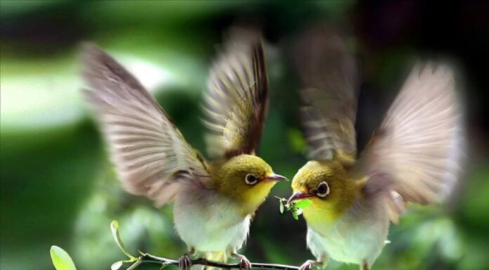 The Fortunate Five: Vintages of Prosperity