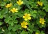 The Surprising Benefits of Oxalis Corniculata: Turning a Common Weed into a Precious Delicacy