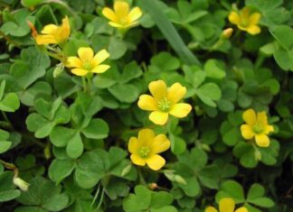 The Surprising Benefits of Oxalis Corniculata: Turning a Common Weed into a Precious Delicacy