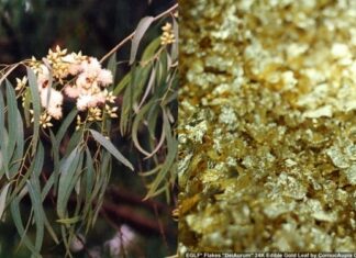 The Ultimate Guide to the Golden-Leafed Tree: A Hidden Treasure in Vietnam’s Forests
