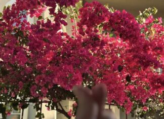 The American Dream: A Daughter’s Nostalgic Glimpse into Her Mother’s Vibrant Life in the US