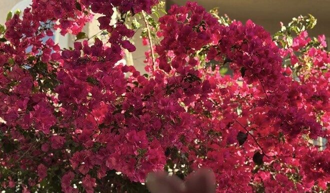 The American Dream: A Daughter’s Nostalgic Glimpse into Her Mother’s Vibrant Life in the US