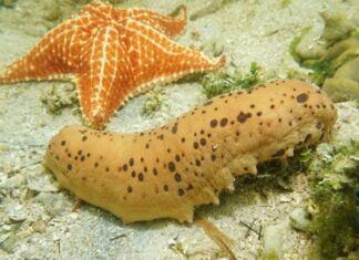 The Brainless Wonder: How Creatures Without Brains Navigate Life’s Challenges