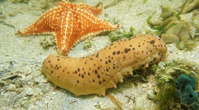 The Brainless Wonder: How Creatures Without Brains Navigate Life’s Challenges