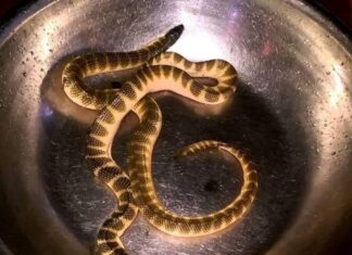 The “Sea Monster” That Terrifies Many: A Delicacy in Quang Binh Known for Its Super Nutritious Benefits