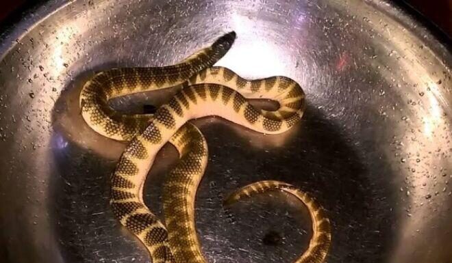 The “Sea Monster” That Terrifies Many: A Delicacy in Quang Binh Known for Its Super Nutritious Benefits