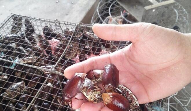 The Creature that Terrifies Many is An Giang’s Addictive Delicacy: From a Dish for the Poor to a Sought-After Treat