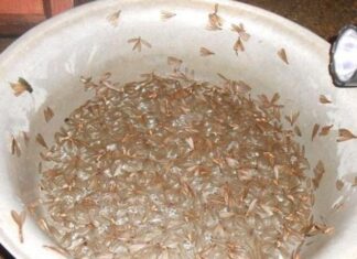 The Spine-Chilling Creature, Shunned by Many, Becomes a Delicacy in Quang Nam, Embodying the Essence of Filial Piety.