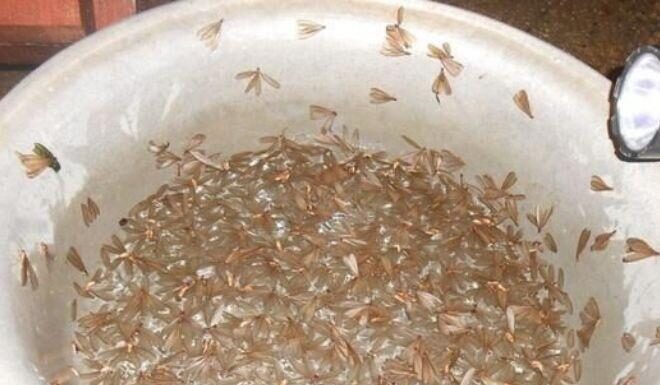 The Spine-Chilling Creature, Shunned by Many, Becomes a Delicacy in Quang Nam, Embodying the Essence of Filial Piety.