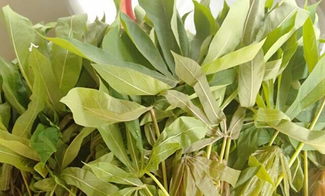 “A Tasty Surprise: Discovering the Delights of Leafy Tubers”