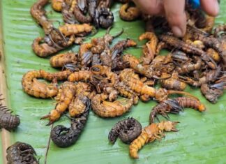 “Uncanny Delicacies of the North: Three Northern Vietnamese Delights that are Eyebrow-Raising but Delicious”