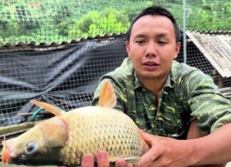 A Spine-Chilling Delicacy: The Ultimate Culinary Delight of Northwest Vietnam